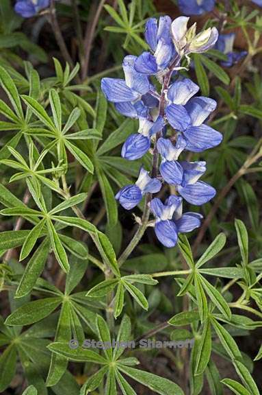 lupinus fulcratus 6 graphic